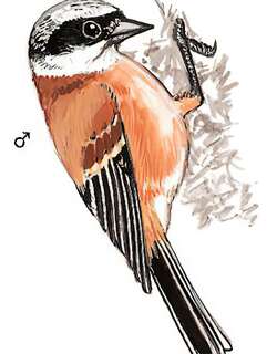 白冠攀雀 / White-crowned Penduline Tit / Remiz coronatus