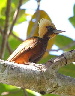 白冠啄木鸟 / Pale-crested Woodpecker / Celeus lugubris
