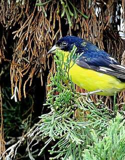 暗背金翅雀 / Lesser Goldfinch / Spinus psaltria