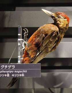冲绳啄木鸟 / Okinawa Woodpecker / Dendrocopos noguchii