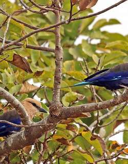 蓝腹佛法僧 / Blue-bellied Roller / Coracias cyanogaster