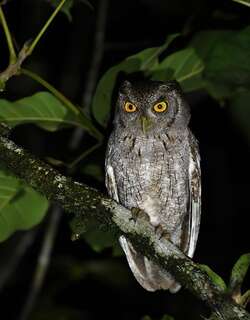 太平洋角鸮 / Pacific Screech Owl / Megascops cooperi