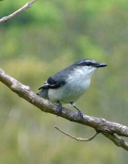 毛里求斯鹃鵙 / Mauritius Cuckooshrike / Lalage typica