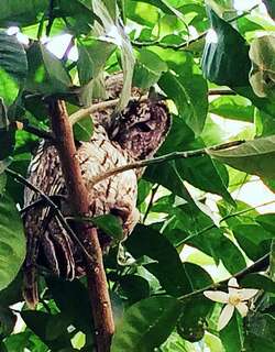 马格里布林鸮 / Maghreb Owl / Strix mauritanica