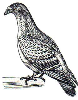 棉岛褐果鸠 / Mindanao Brown Dove / Phapitreron brunneiceps