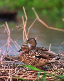 夏威夷鸭 / Hawaiian Duck / Anas wyvilliana