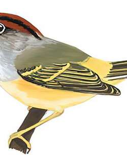 栗头鹟莺 / Chestnut-crowned Warbler / Phylloscopus castaniceps