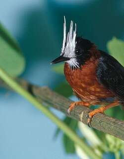 白羽蚁鸟 / White-plumed Antbird / Pithys albifrons