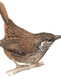 楔嘴鹩鹛 / Cachar Wedge-billed Babbler / Stachyris roberti