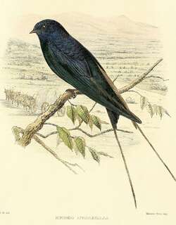 蓝燕 / Blue Swallow / Hirundo atrocaerulea