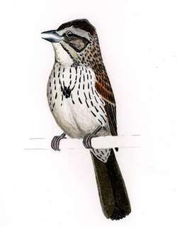 异雀鹀 / Sierra Madre Sparrow / Xenospiza baileyi