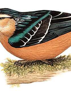 丽䴓 / Beautiful Nuthatch / Sitta formosa