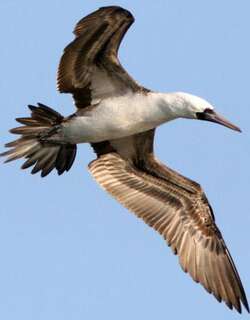 秘鲁鲣鸟 / Peruvian Booby / Sula variegata