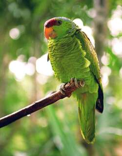 淡紫冠鹦哥 / Lilac-crowned Amazon / Amazona finschi