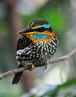 斑林翡翠 / Spotted Wood Kingfisher / Actenoides lindsayi