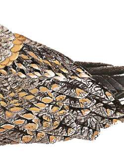 小带翅夜鹰 / Tschudi’s Nightjar / Systellura decussata