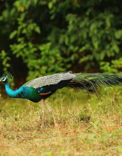 蓝孔雀 / Indian Peafowl / Pavo cristatus