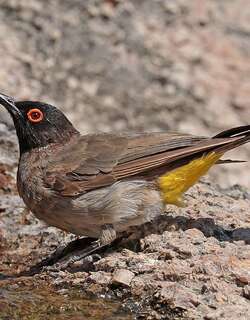 红眼鹎 / African Red-eyed Bulbul / Pycnonotus nigricans