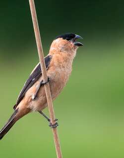 黑顶食籽雀 / Copper Seedeater / Sporophila bouvreuil
