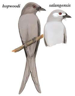 灰卷尾 / Ashy Drongo / Dicrurus leucophaeus