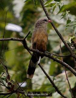短嘴地鹃 / Sirkeer Malkoha / Taccocua leschenaultii