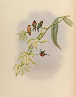 小林蜂鸟 / Little Woodstar / Chaetocercus bombus