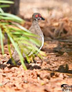 裸眼岩鸠 / Partridge Pigeon / Geophaps smithii