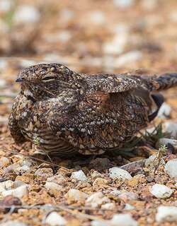 小白喉夜鹰 / Least Nighthawk / Chordeiles pusillus