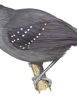 考拉蚁鸟 / Caura Antbird / Myrmelastes caurensis