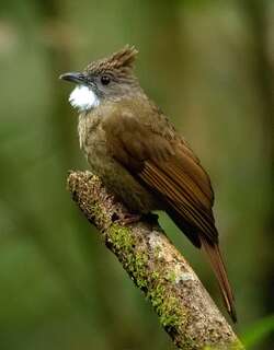 白喉褐冠鹎 / Ochraceous Bulbul / Alophoixus ochraceus