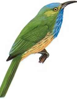 [蓝须]夜蜂虎 / Blue-bearded Bee-eater