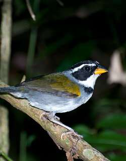 半领金肩雀 / Half-collared Sparrow / Arremon semitorquatus