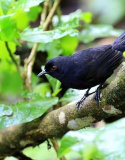 白背红眼蚁鸟 / East Amazonian Fire-eye / Pyriglena leuconota