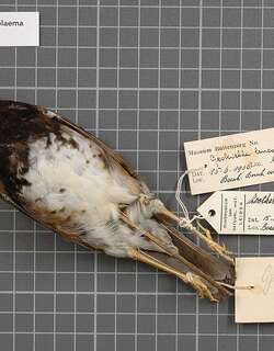 恩加诺地鸫 / Enggano Thrush / Geokichla leucolaema