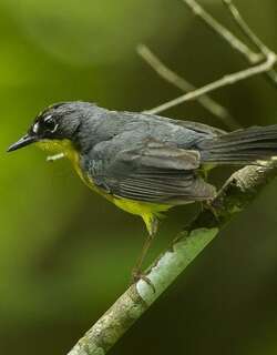 扇尾森莺 / Fan-tailed Warbler / Basileuterus lachrymosus