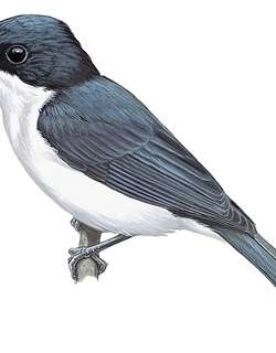 盔阔嘴鹟 / Moluccan Flycatcher / Myiagra galeata