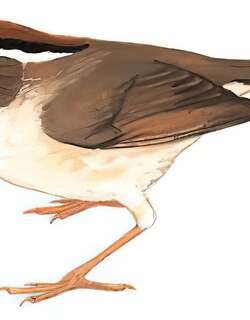 褐胁雀鹛 / Rusty-capped Fulvetta / Schoeniparus dubius