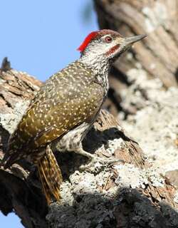 金尾啄木鸟 / Golden-tailed Woodpecker / Campethera abingoni