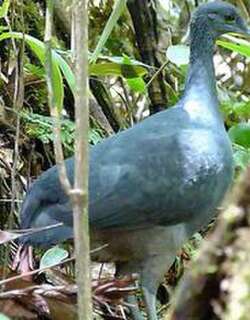 黑䳍 / Black Tinamou / Tinamus osgoodi