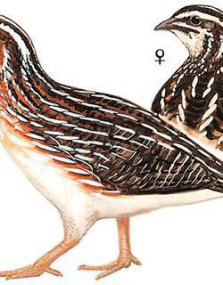 鹌鹑 / Japanese Quail / Coturnix japonica