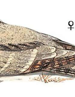 中亚夜鹰 / Vaurie’s Nightjar / Caprimulgus centralasicus