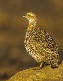 红翅鹧鸪 / Red-winged Francolin / Scleroptila levaillantii