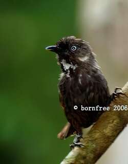 弄岗穗鹛 / Nonggang Babbler / Stachyris nonggangensis