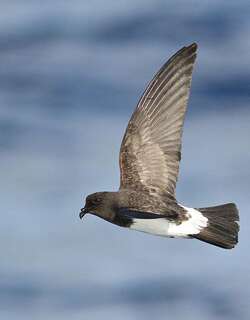 白腹舰海燕 / White-bellied Storm Petrel / Fregetta grallaria