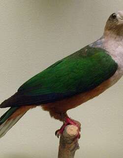 棕腹皇鸠 / Cinnamon-bellied Imperial Pigeon / Ducula basilica