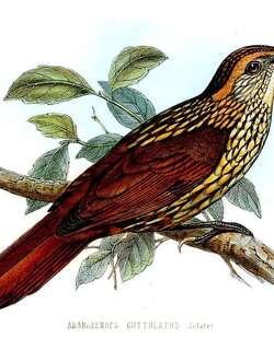 点斑拾叶雀 / Guttulate Foliage-gleaner / Syndactyla guttulata