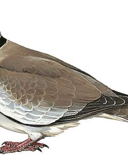 白翅斑鸠 / White-winged Collared Dove / Streptopelia reichenowi