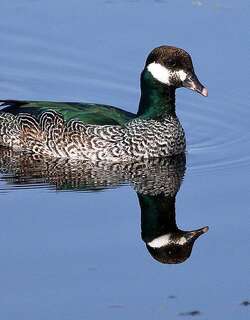 绿棉凫 / Green Pygmy Goose / Nettapus pulchellus