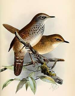 斑胸短翅莺 / Spotted Bush Warbler / Locustella thoracica