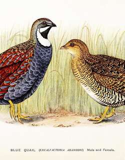 非洲蓝鹑 / Blue Quail / Excalfactoria adansonii